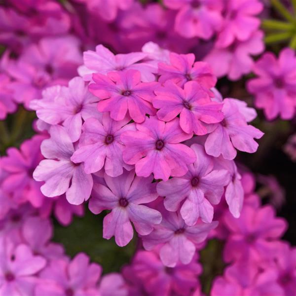 Verbena Firehouse™ Light Pink Improved
