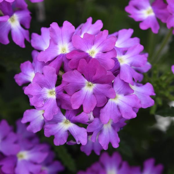 Verbena Cadet Upright™ Lavender Blue