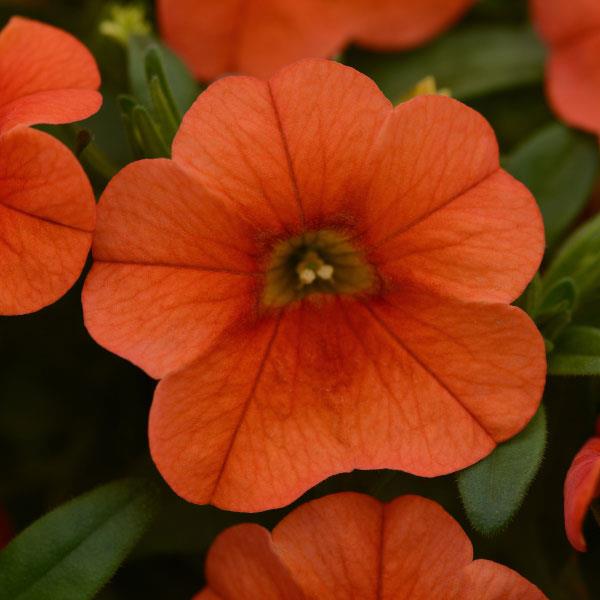Calibrachoa Can-Can® Orange