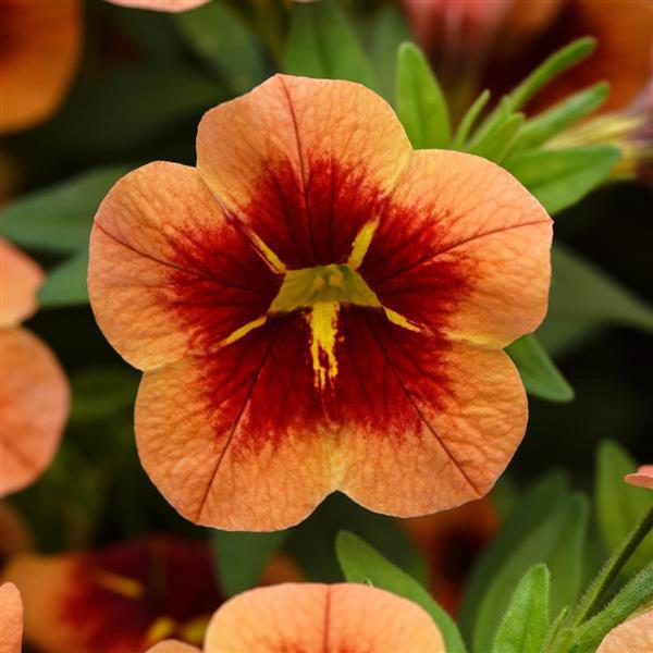 Calibrachoa Bumble Bee™ Orange Improved