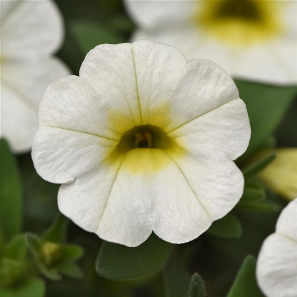 Calibrachoa Conga™ White