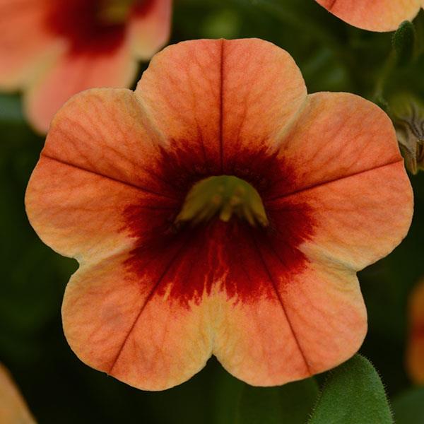 Calibrachoa Conga™ Sunset Kiss