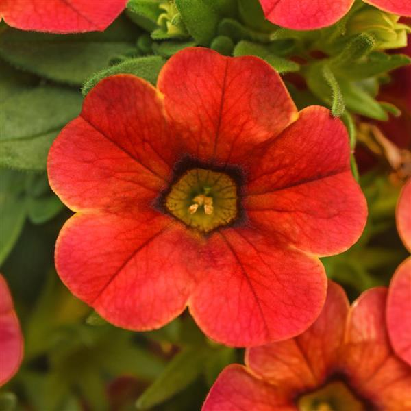 Calibrachoa Cha-Cha™ Diva Orange
