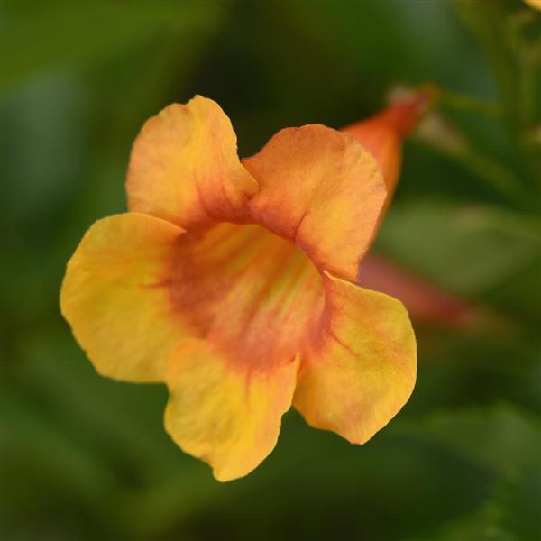 Tecoma Kalama™ Blood Orange
