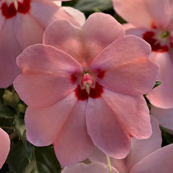 Impatiens SunPatiens<sup>®</sup> Vigorous Pink Kiss