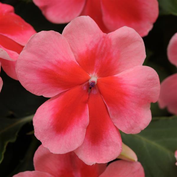 Exotic Impatiens Patchwork™ Pink Shades
