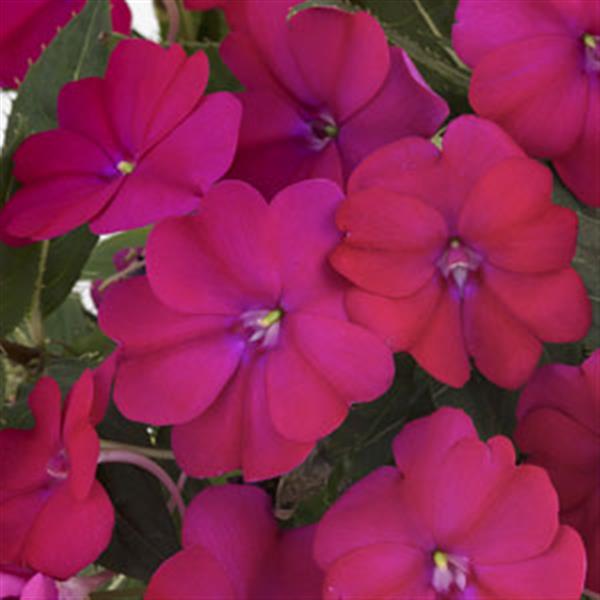 Impatiens SunPatiens<sup>®</sup> Compact Royal Magenta