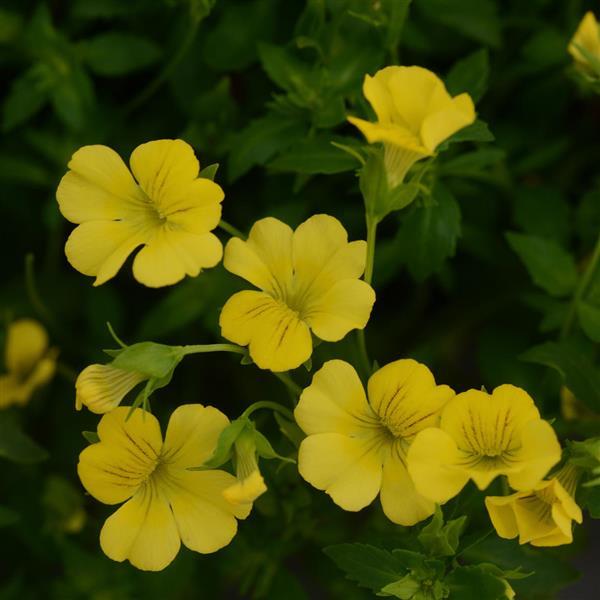 Mecardonia Little Sunshine