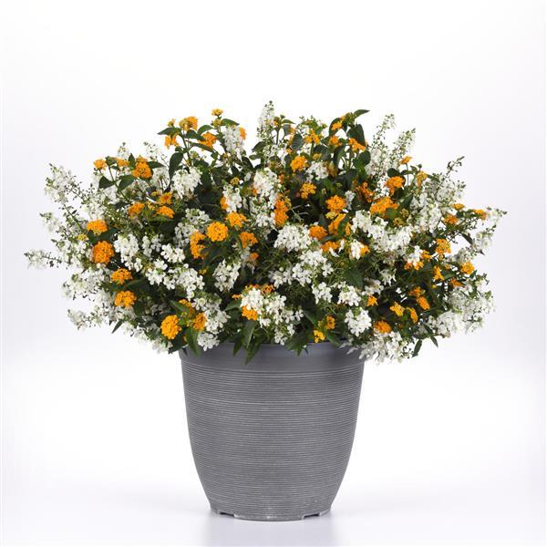 MixMasters™ Summer Splendor