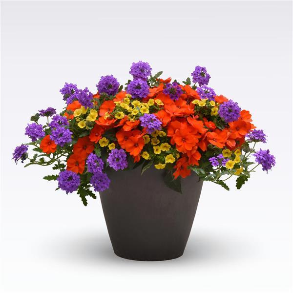 MixMasters™ Peach of My Heart 27