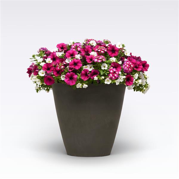 MixMasters™ Berry Basket 26