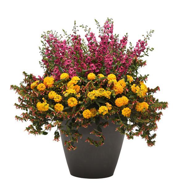 MixMasters™ Hot Spell 27