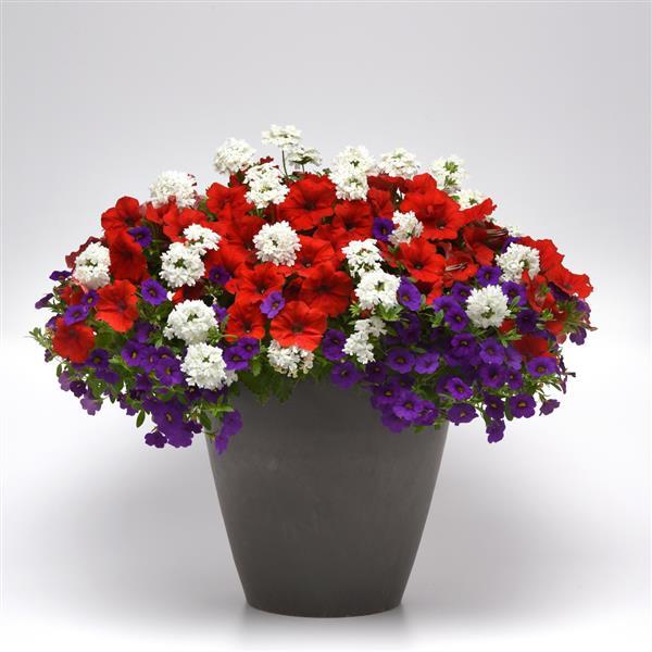 MixMasters™ Bloomin' Glory 26
