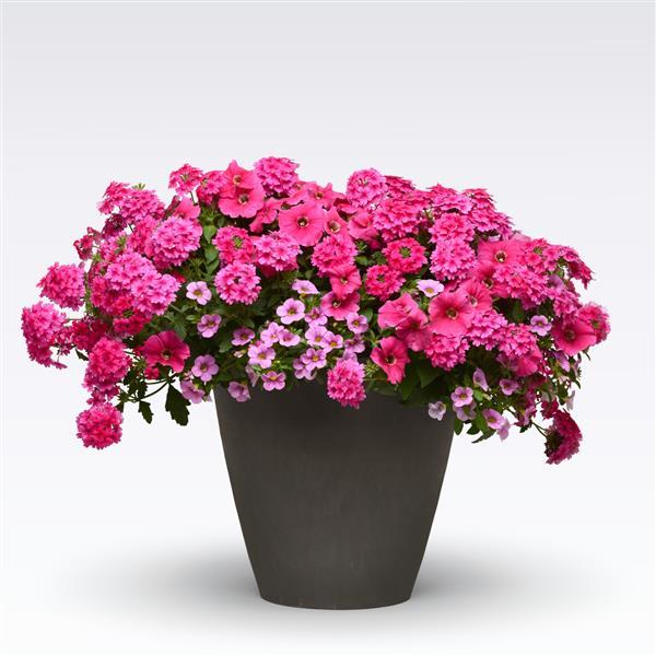 MixMasters™ I Heart Pink 26