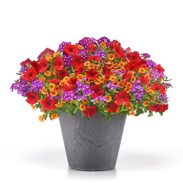 MixMasters™ Bold Horizons