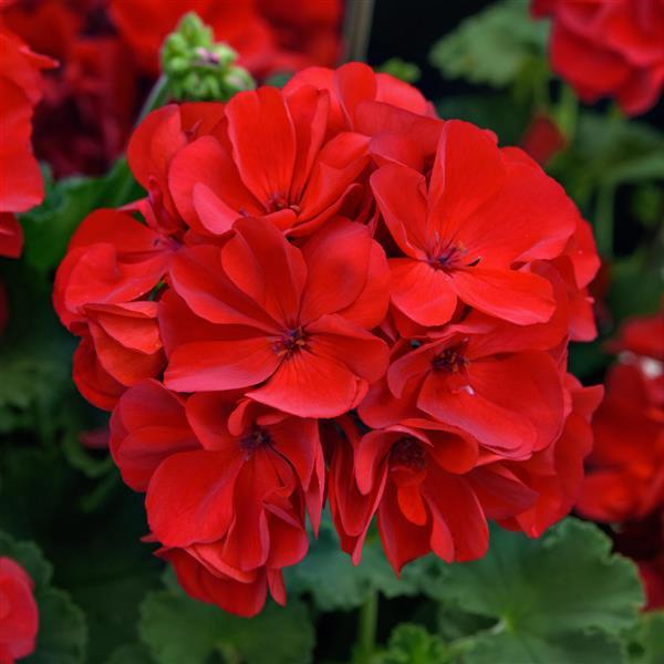 Interspecific Geranium Solera™ Red