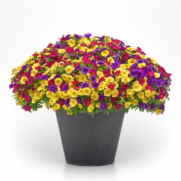 MixMasters™ Bloom Me Away