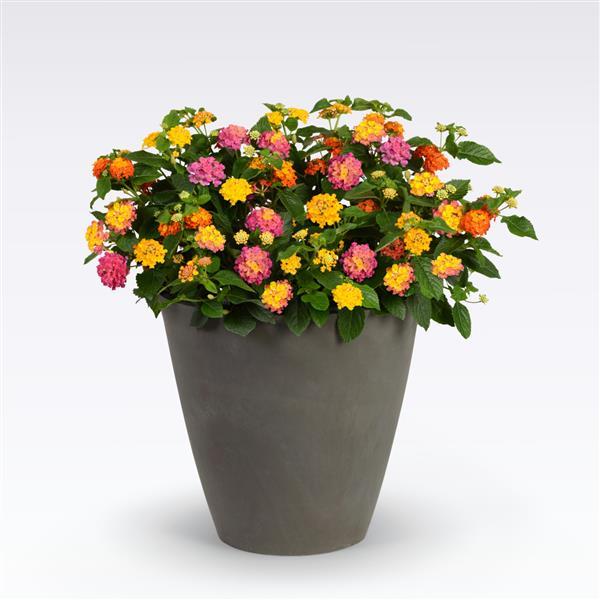 MixMasters™ Lucky Charm 27