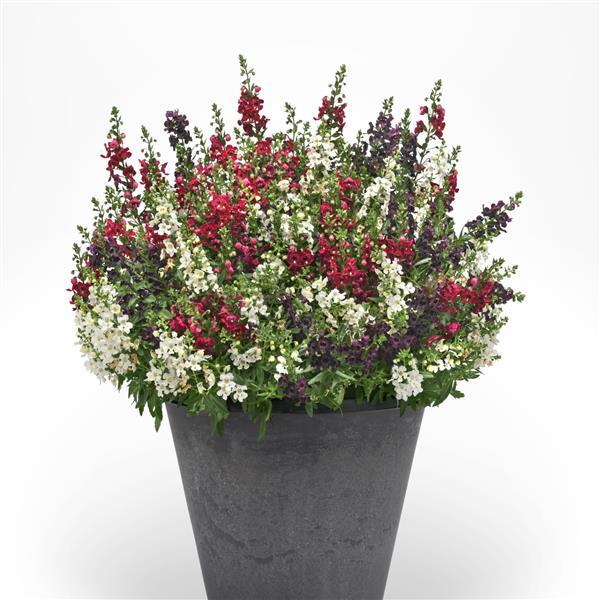 MixMasters™ Heavy Petal