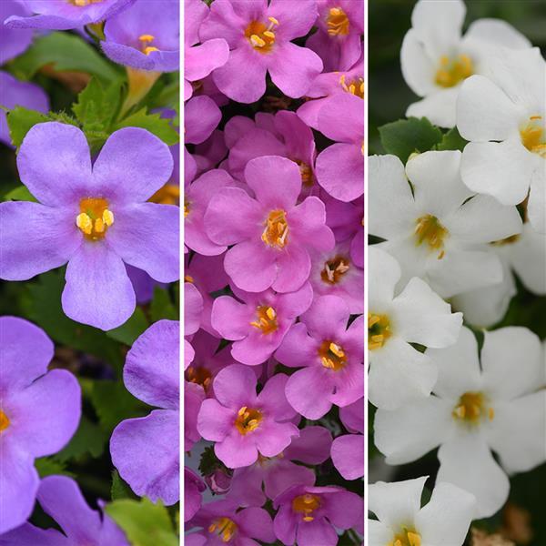 MixMasters™ MegaGlam