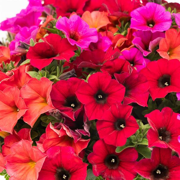 Petchoa SuperCal<sup>®</sup> Premium Crimson & Clover Mix