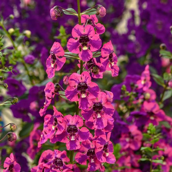 Product Details - Angelonia Guardian Angel™ Berry Sparkler