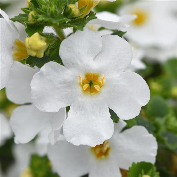 Product Details - Bacopa Versa White