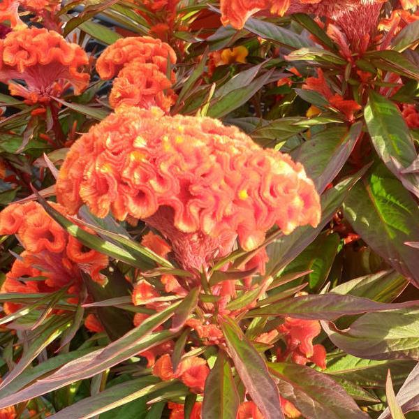Product Details - Celosia Twisted Orange Dark Leaf