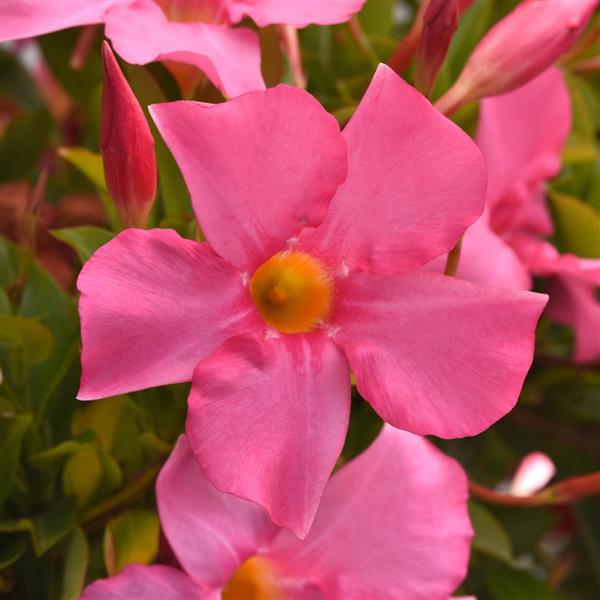 Product Details - Dipladenia Tropica™ Modesto Pink