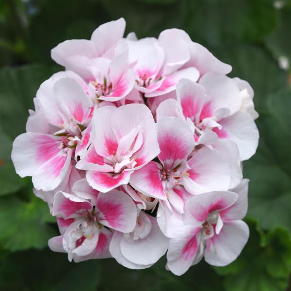 Product Details - Zonal Geranium Fantasia<sup>®</sup> White Sizzle