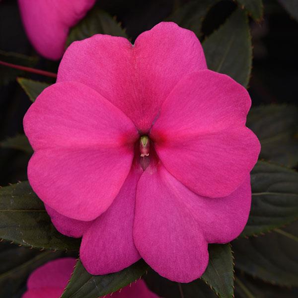 Product Details - New Guinea Impatiens Clockwork™ Rose