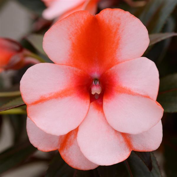 Dupuy Berberian 「Nectars」 PROVEN WINNERS 4.5 in. Qt. Sunjoy Todo Barberry (Berberis x