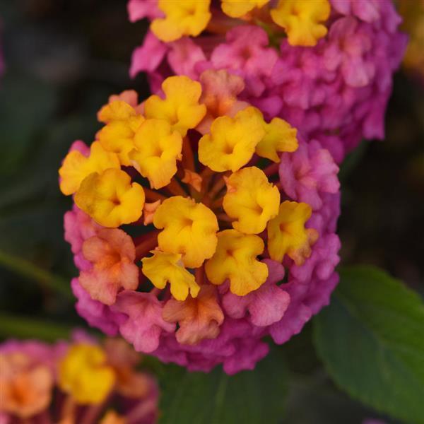 Product Details - Lantana PassionFruit