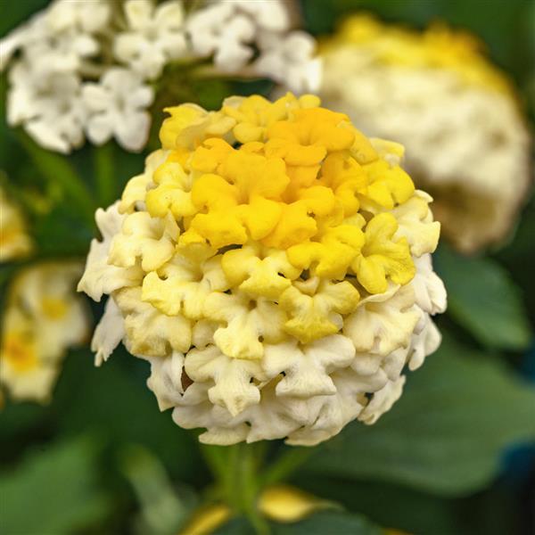 【選抜大株】ライムグリーン　モンタナ Product Details - Lantana Landmark™ Lemon Glow
