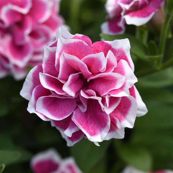 Product Details - Double Petunia Pink Diamond