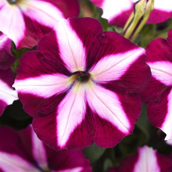 Product Details - Petunia CannonBall™ Burgundy Star