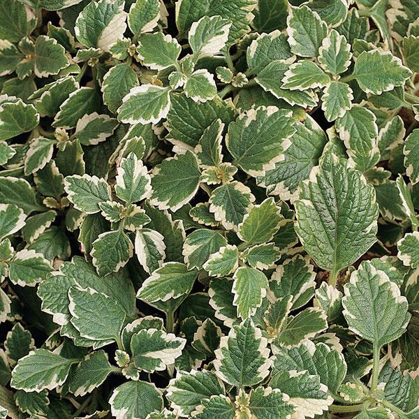 Product Details - Plectranthus Variegata