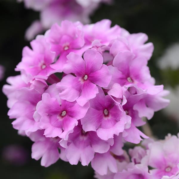 Product Details - Verbena EnduraScape™ Pink Bicolor