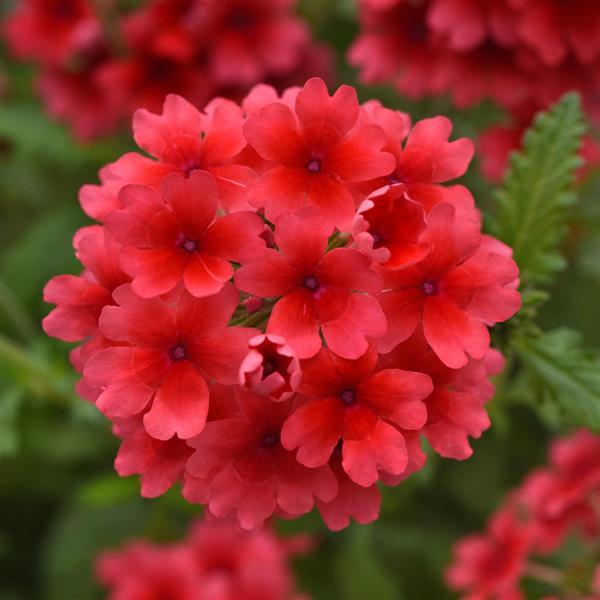 Product Details - Verbena EnduraScape™ Hot Coral