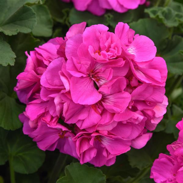 Product Details - Interspecific Geranium Solera™ Lavender