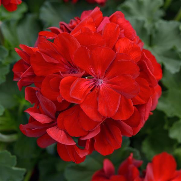 Product Details - Interspecific Geranium Solera™ Dark Red