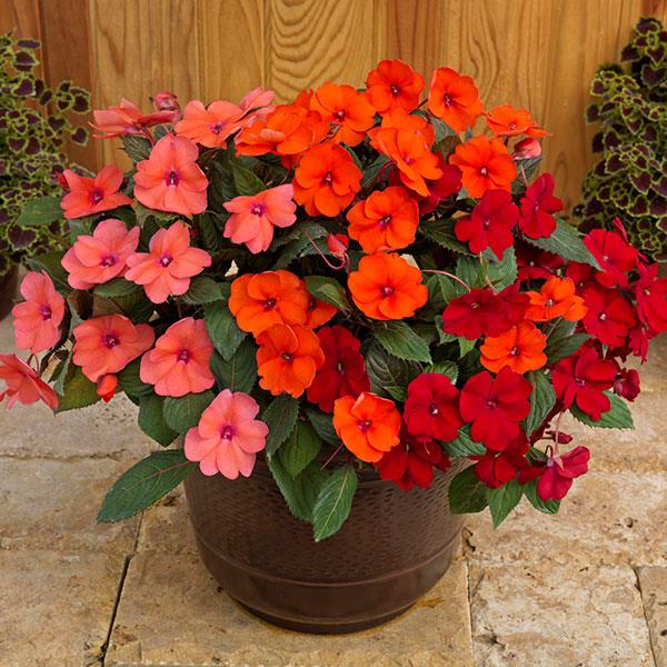 Product Details - Impatiens SunPatiens<sup>®</sup> Compact Summer