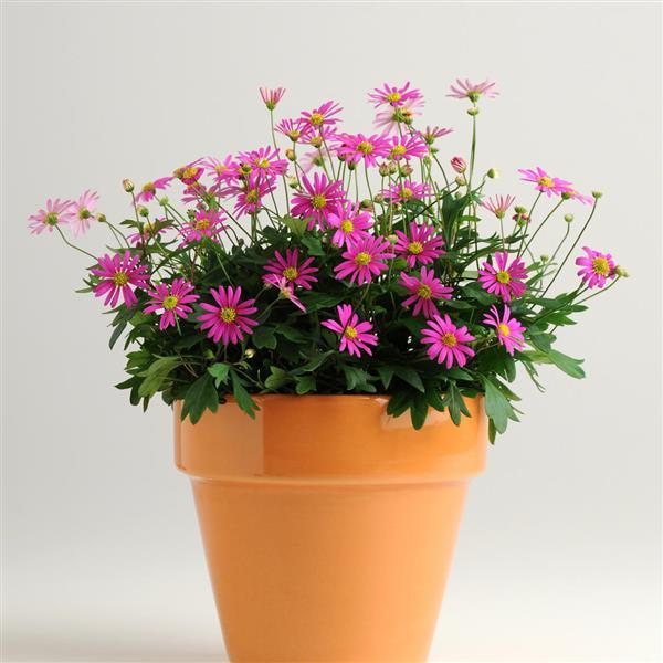 PLANT NAME Container