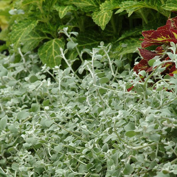 PLANT NAME Garden