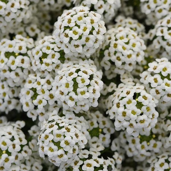 PLANT NAME Bloom