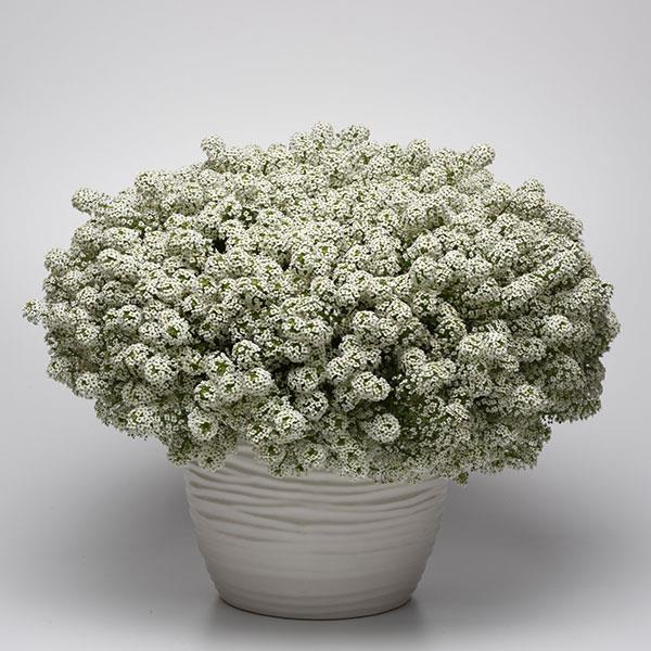 PLANT NAME Container