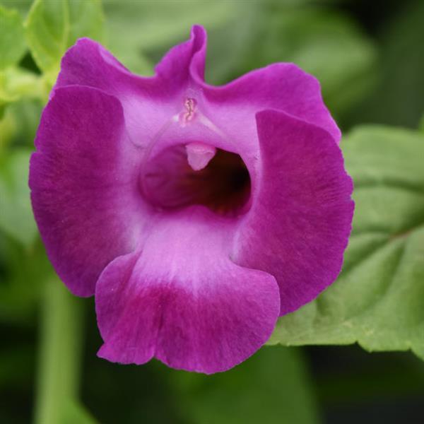 PLANT NAME Bloom