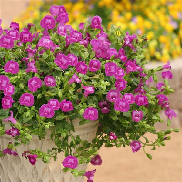 PLANT NAME Container