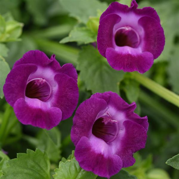 PLANT NAME Bloom