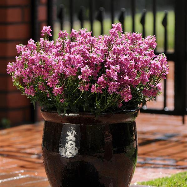 PLANT NAME Container